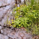 비그로브 비 이미지