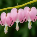 (주)정원화학 | 금낭화 정원관리 및 화분재배 완벽 가이드 (사전 예약 이벤트 일정)