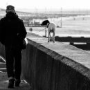 맘스동물의료센터 이미지