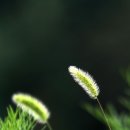 강아지풀 이미지