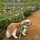구리한강시민공원 | 코스모스 명소 &#39;구리한강시민공원&#39; 으로 서울근교 애견동반 나들이 최근 3번 간 후기