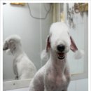 몽몽이 애견미용 이미지