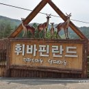 홍천에 가볼만한곳..휘바핀란드(양떼마을,핀란드마을)