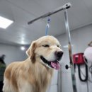 금돌이네펫(펫택시) 이미지