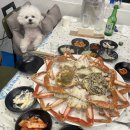 고성 애견동반 식당 대게 좋아 홍게 고성 대게 맛집