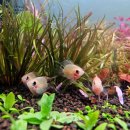 열대어(관상어) 기르기 입문 | 🐠 택배로 받은 알파피쉬 골든볼 라미네지 롱핀 택배후기 + 사육 꿀팁,정보