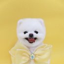 애견미용 견출지 노원점 이미지