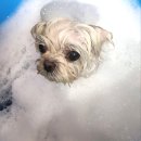 어쩔댕댕 이미지