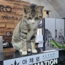 아체로1 이미지