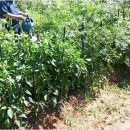 문래동 공동체텃밭 내 이미지