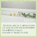 플트리스