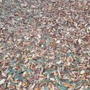 용담체련공원 이미지