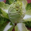 와야농장 이미지