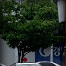 망구 비