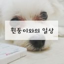 딩굴딩굴