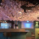 보름달 | 동탄 월화 후기, 보름달 포토존과 벚꽃 인테리어가 인상적이었던 감성 이자카야