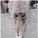 제일2차동물메디컬센터 이미지