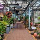 양재시장 | 양재 꽃시장 : 천일홍 구입하러 다녀온 후기 (꽃구경은 덤 😍)