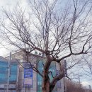 느티나무 한약국 이미지