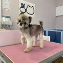 그루밍공화국 이미지