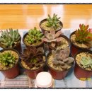 광영농장 이미지