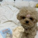 포리네 | 강아지 연골간식 추천 포리틀 닭안심 닭연골 동결건조 후기