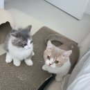 바이주현