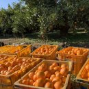 야베스농장 이미지