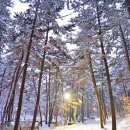 국립희리산해송자연휴양림 이미지