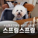 카페스프링. | 스프링스프링ㅣ위례 애견동반 브런치 카페 :: 내돈내산 후기