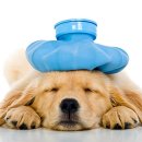 성일동물병원 이미지