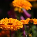 행복덩어리 이미지