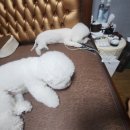 콜렌육십도 이미지