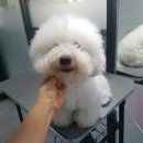 개미용중 이미지