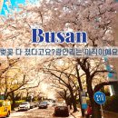 부산터널 1 | 부산 광안리벚꽃 명소 삼익비치아파트 벚꽃터널 위치 주차 포토스팟