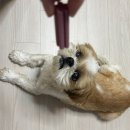 낼름&애견샵 이미지