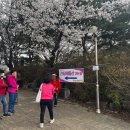 원미산 진달래꽃 축제 다녀온 후기