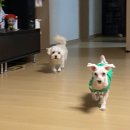 앰플스위트 이미지