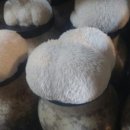 포에버농장 이미지