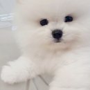 더멍멍 충주점 이미지