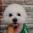 보미 펫 살롱 이미지