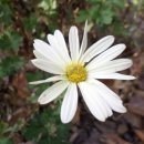 구절초(Chrysanthemum zawadskii)효능 이미지