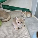 골든캣 골드브숏 골드먼치킨 평택전문점 이미지