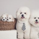 비숑이즈 이미지