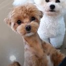 베테랑P&K 이미지