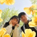 쉼터 | 서울 튤립 명소 '용비쉼터' 다녀온 후기