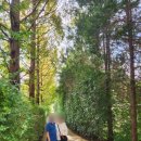 이오팜 서산농장 | 태안 안면도 여행 청산수목원 후기, 가을 팜파스 핑크뮬리 꽃축제 애견 반려견 동반 가능 충남 가볼만한곳