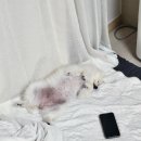 금빛동물병원 이미지