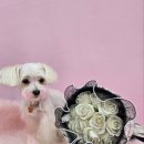 J애견미용 이미지