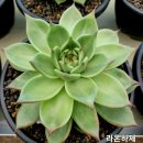 라온 하제 이미지